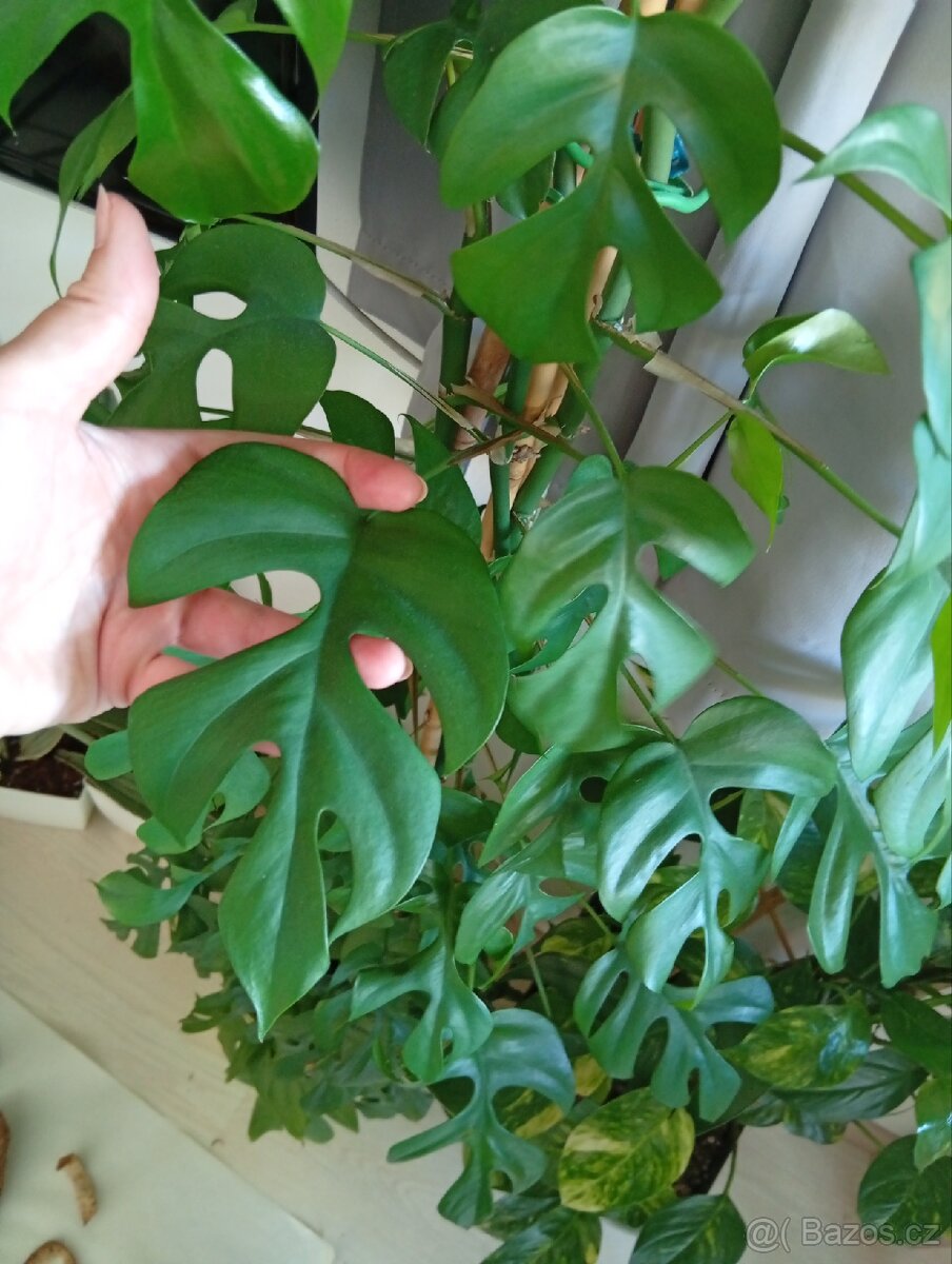 Monstera Minima - 2