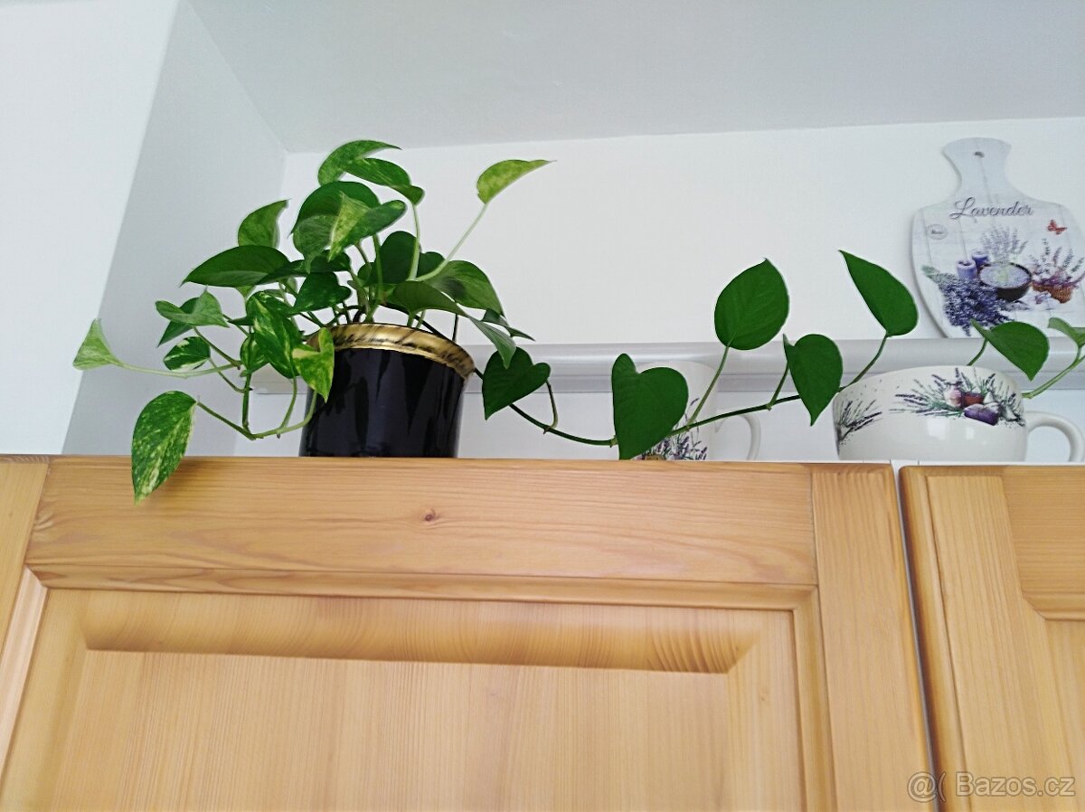 Šplhavnice zlatá - Epipremnum aureum - 2