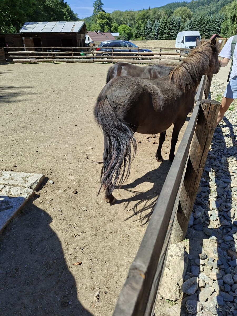 Tříletá slečna pony - 2