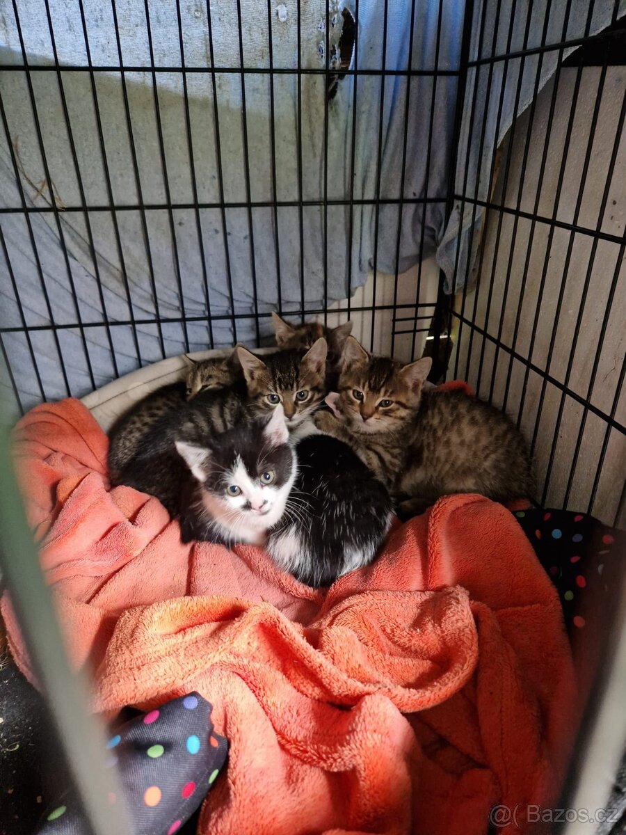 Darujeme krásná koťata, 8 týdnů - 2