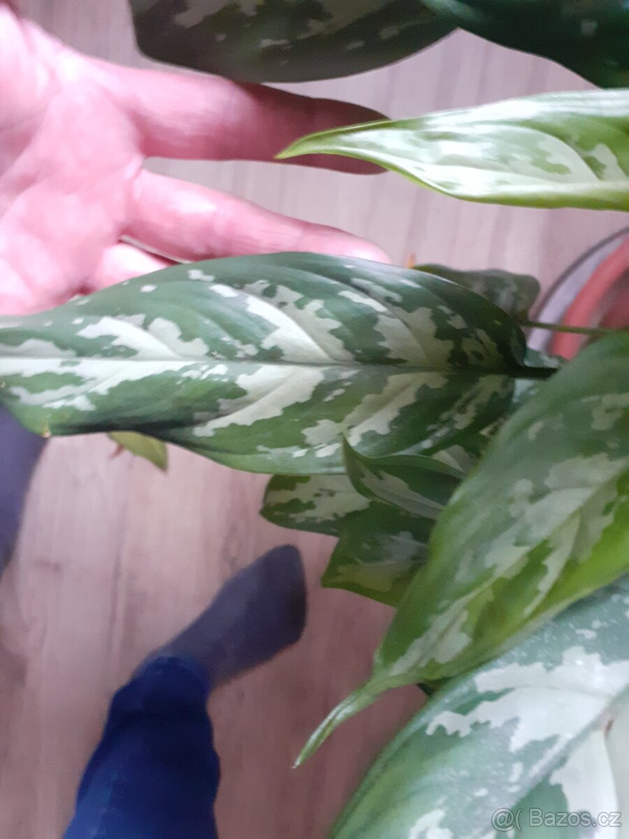 Aglaonema spící panna - 2
