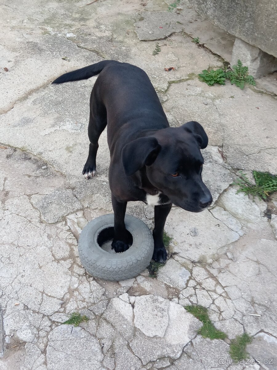 Daruji 2-letou fenku Labrador x Staford - 2