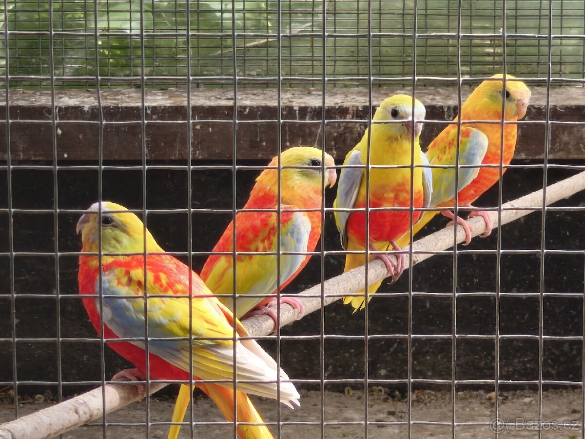 Neofema tyrkysová - 2