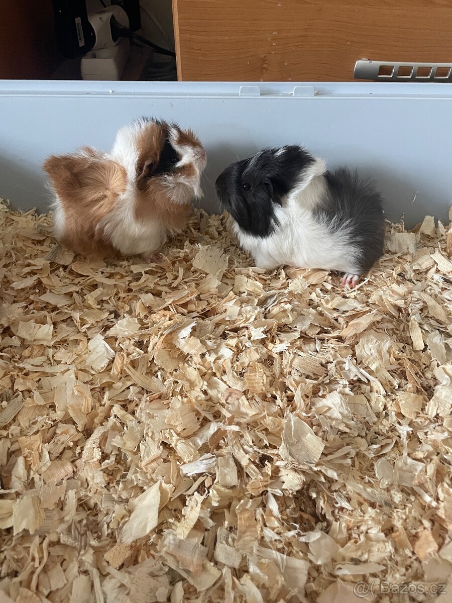 Morče, morčata - 2