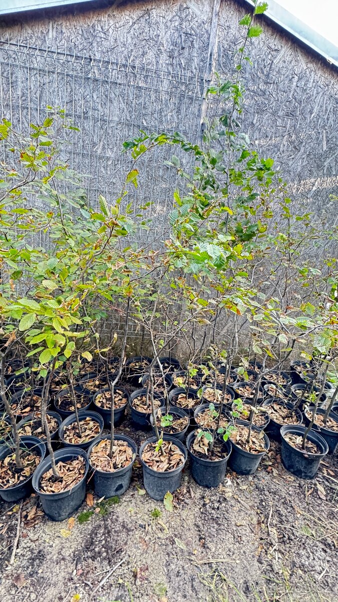 Habr na živý plot - 2