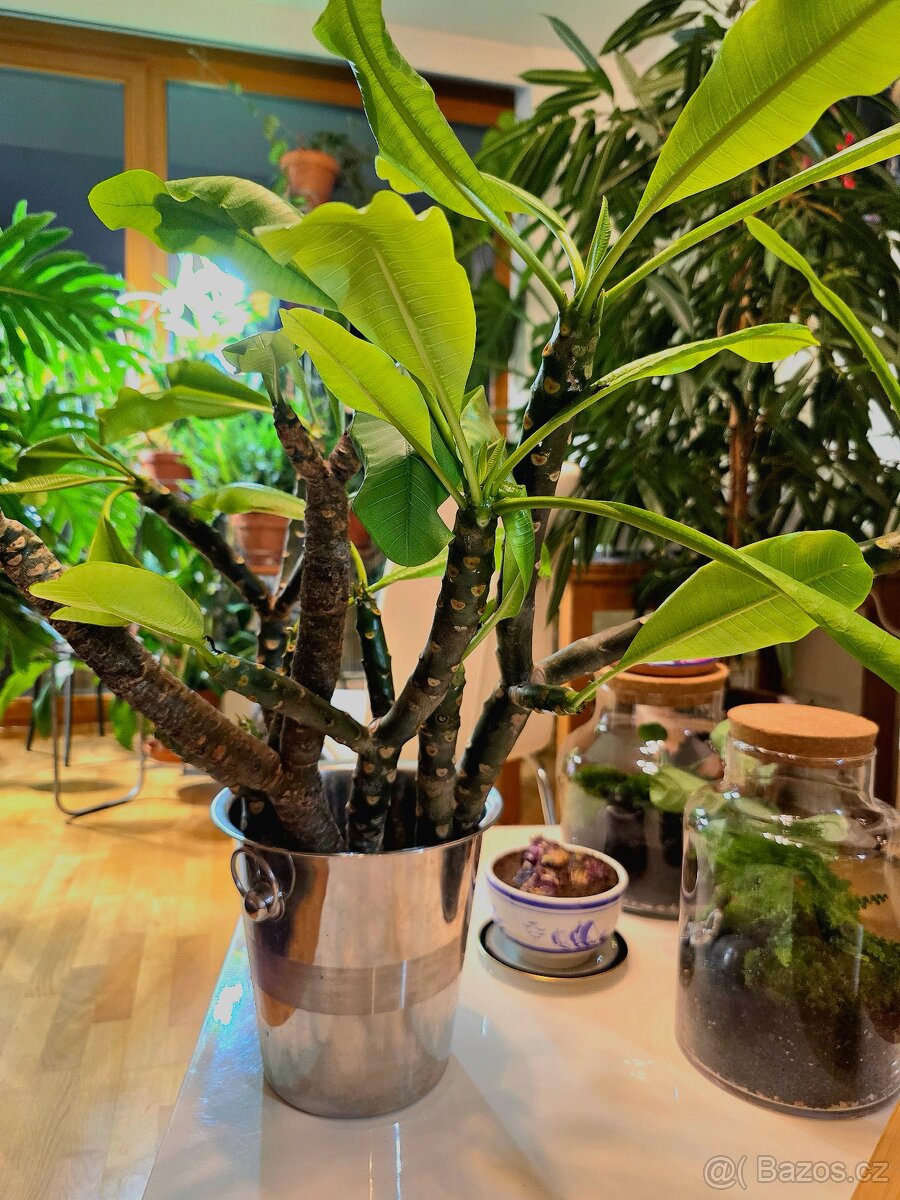 Pokojová rostlina - Plumeria - 2