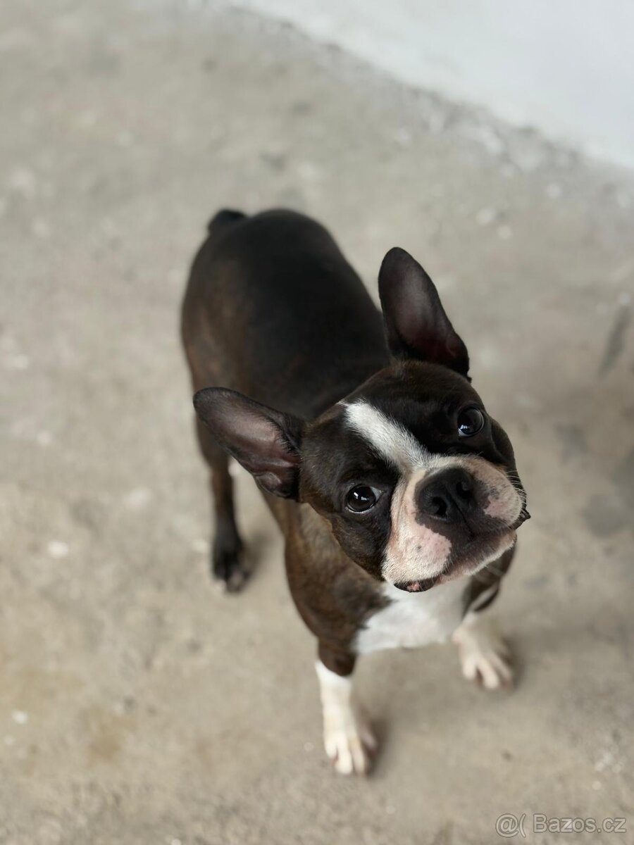 Bostonský teriér Silber El Kladruby - 2