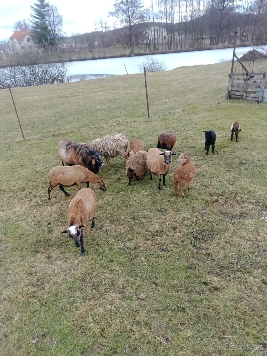 Kamerunské ovečky - 2