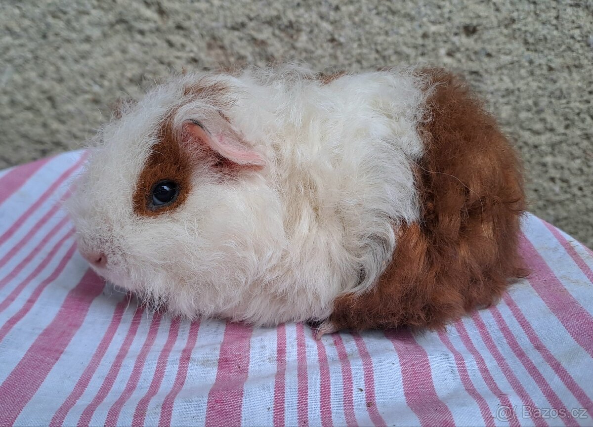 Sameček texel, dlouhosrsté morče - 2