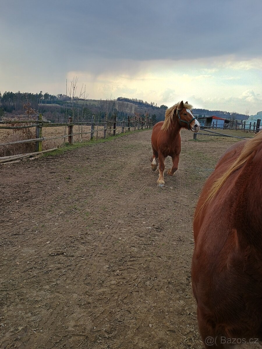 Prodám 2 valachy ČMB - 2