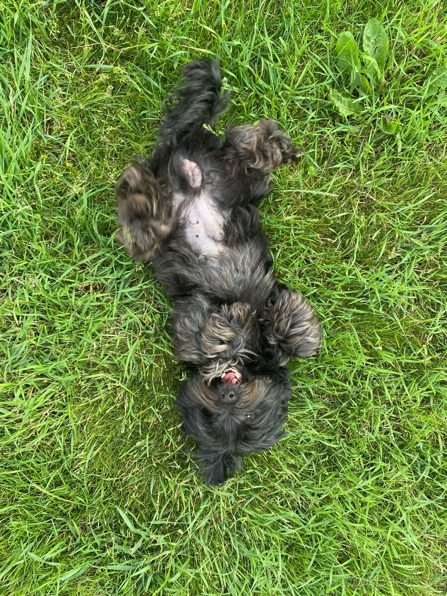 Krytí havanským psíkem - 2