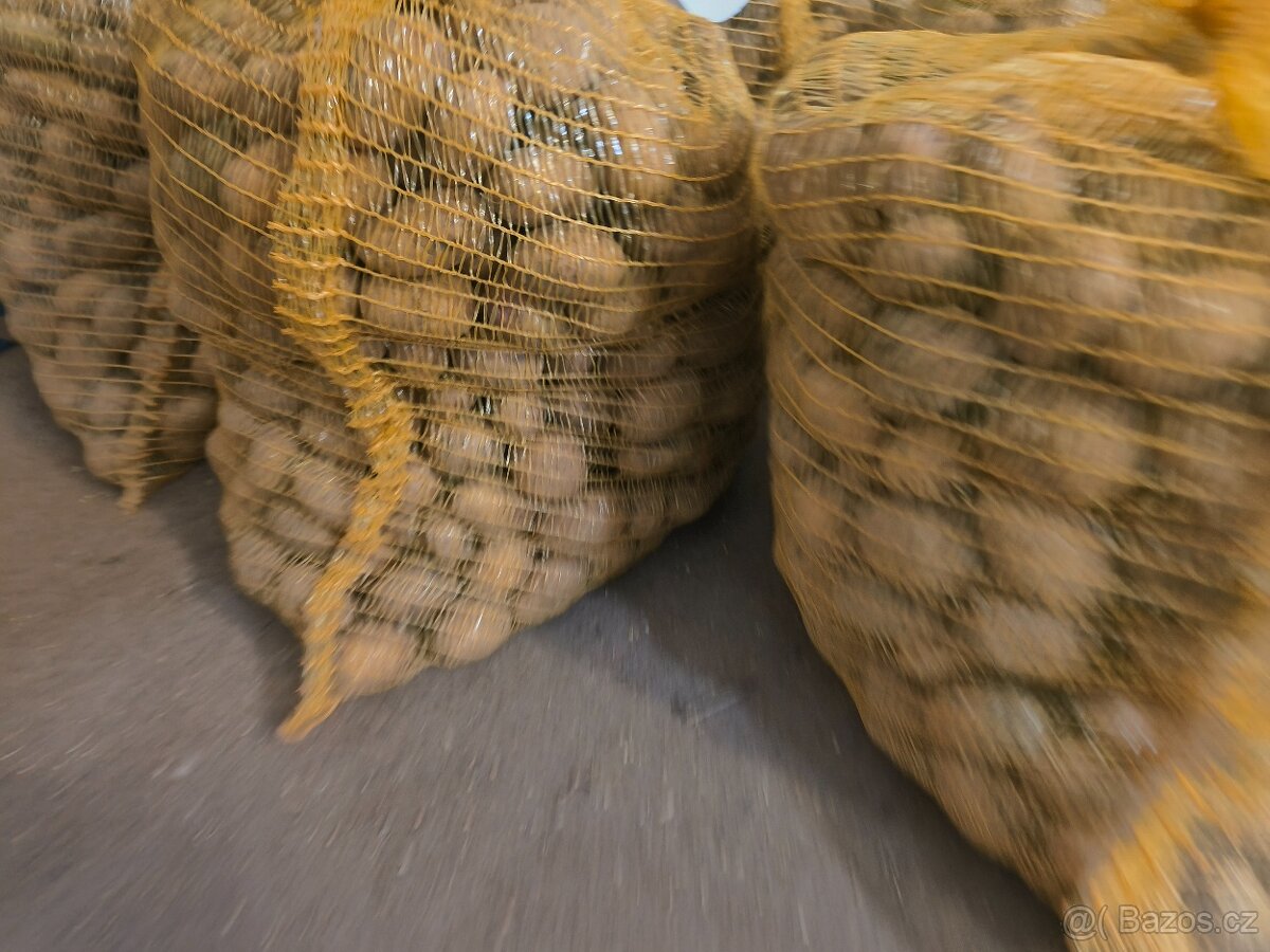 Sadbové brambory - 2