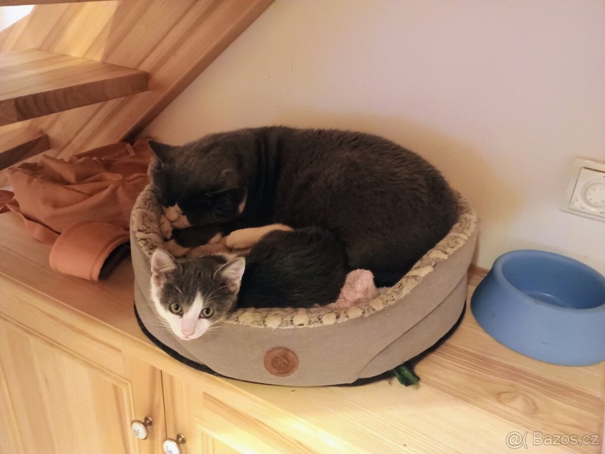 kotě kluk, ruská modrá kříženec - 2