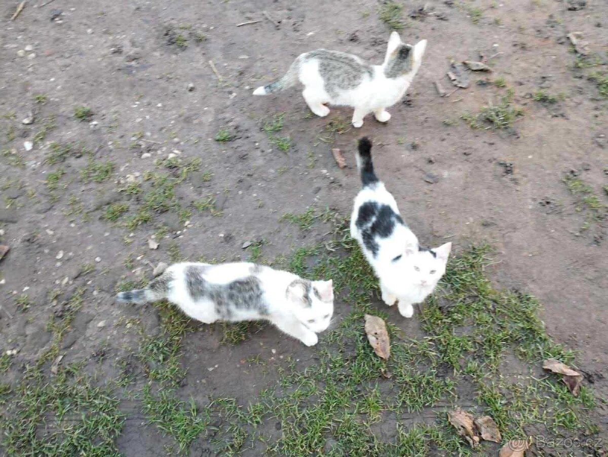 Daruji krásná koťátka - u Hořic, k odběru jsou ihned - 2