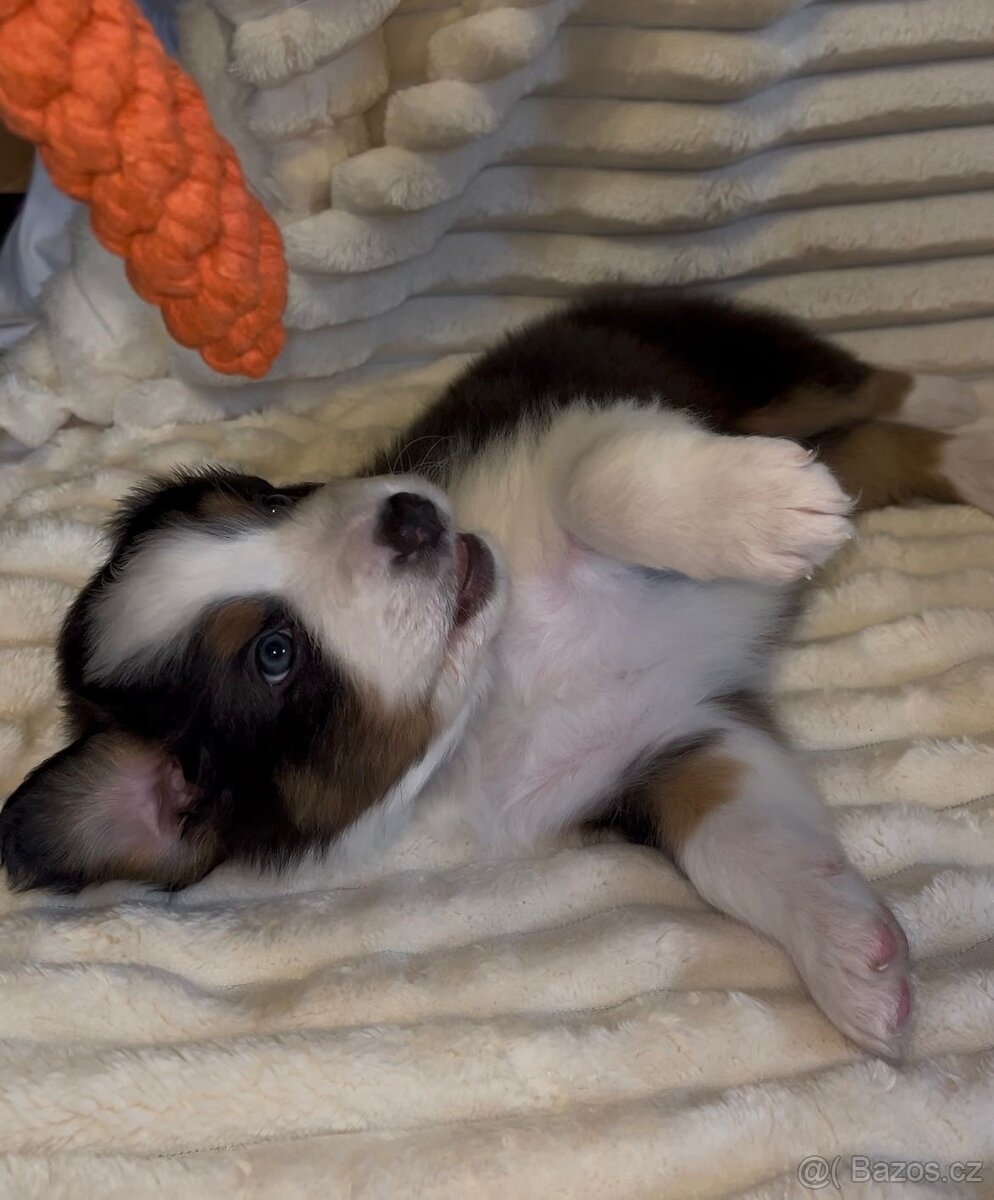 Australský ovčák s PP - TOP - 2