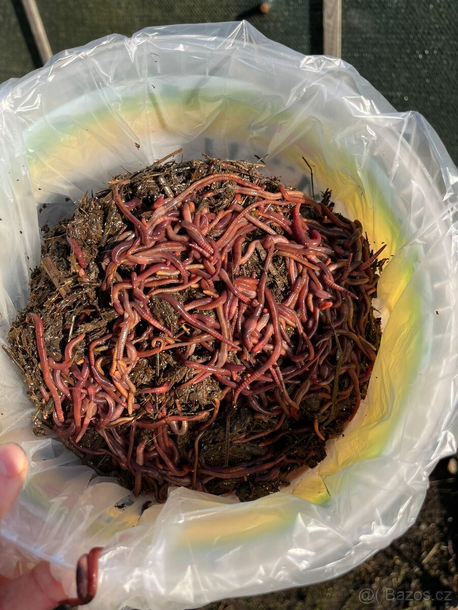 Kalifornské a Hnojní Žížaly - 2