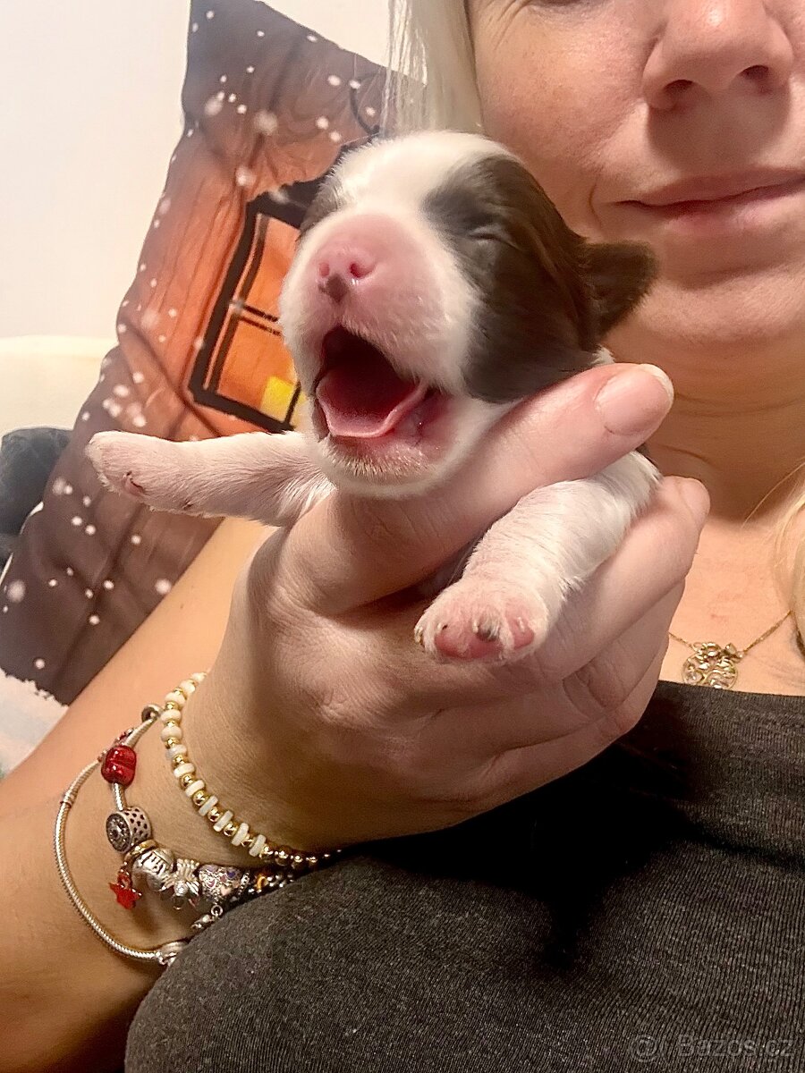 Jorkšírsky teriér s PP choco/white/tan ( Biro ) pejsek - 2