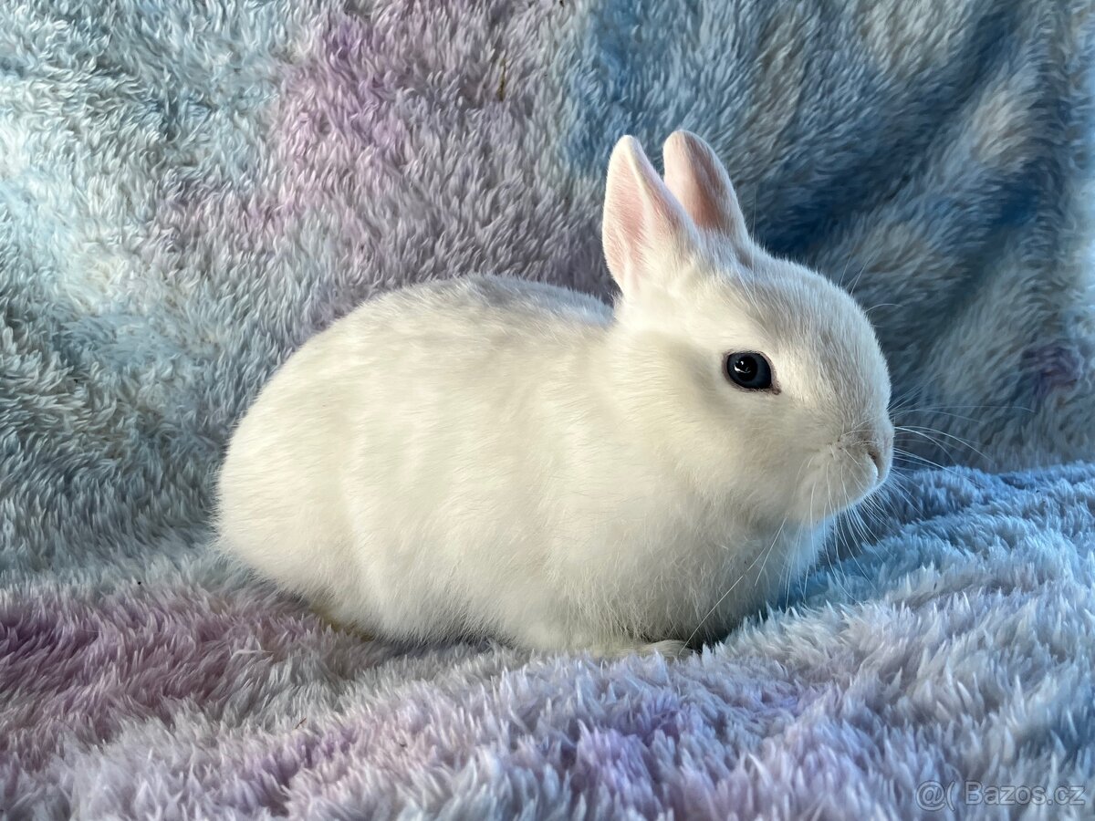 Zakrslý králík - 2