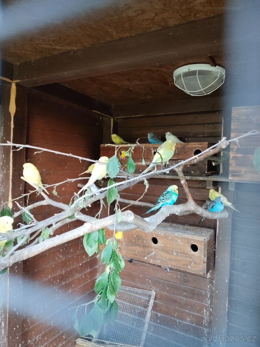 Andulka vlnkovaná - 2