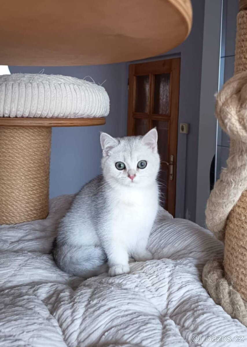 Koťátka britské kočky s PP - 2