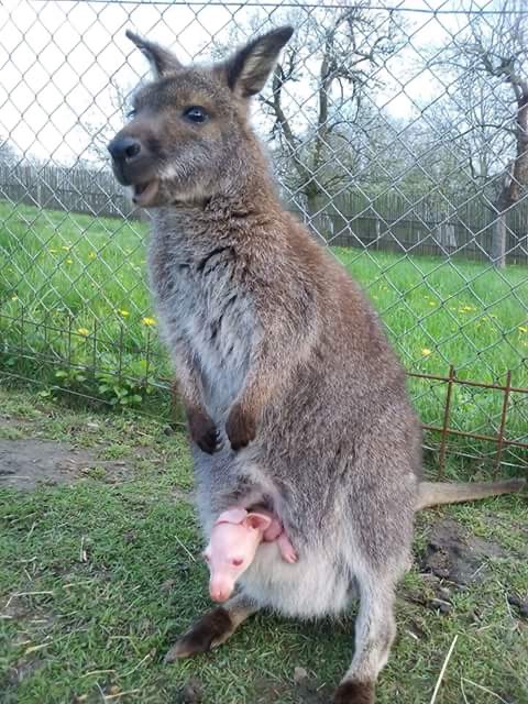 Klokan Benetův - mláďata 2025 - 2