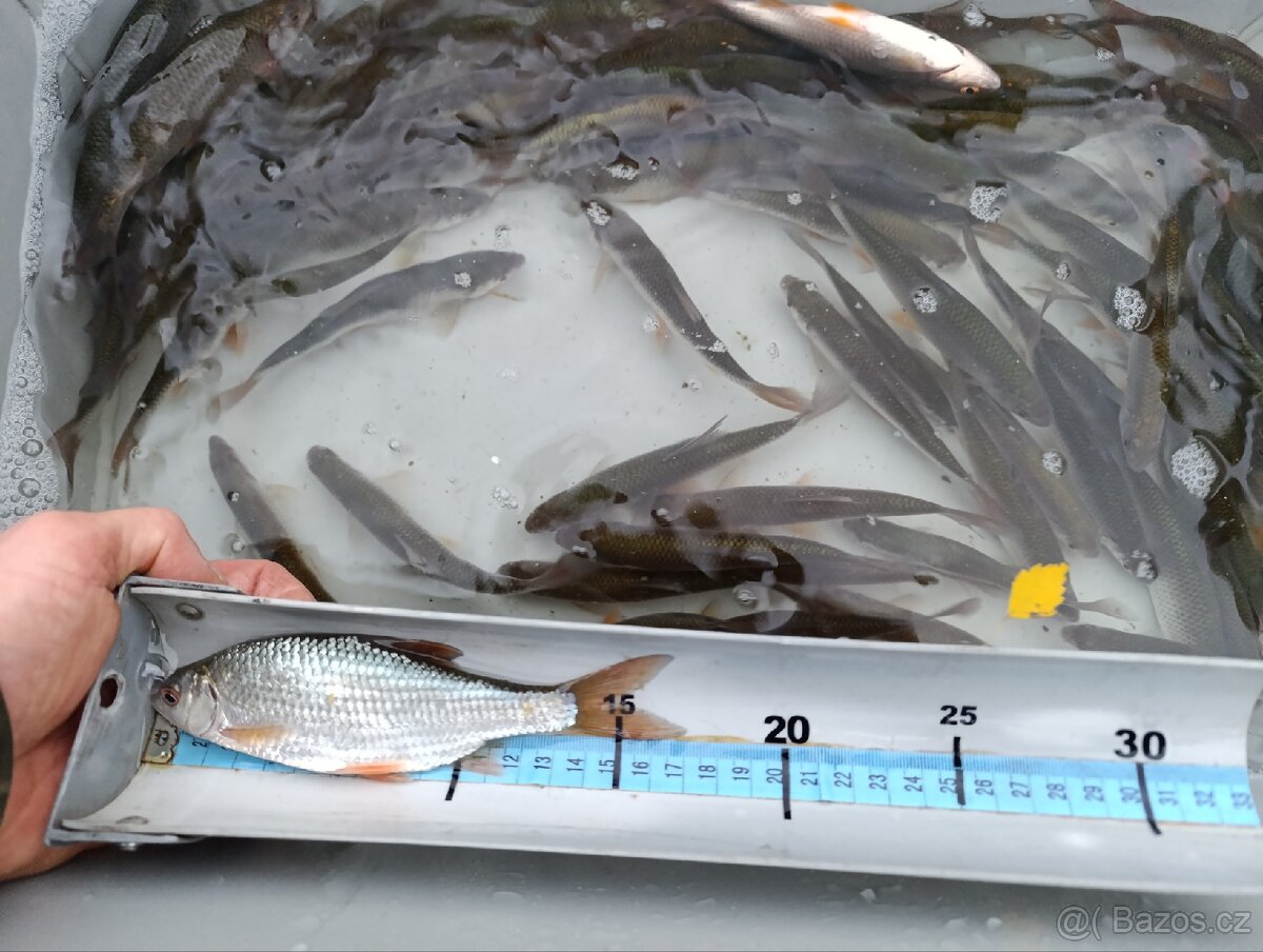 Nástrážní rybičky plotice perlín 15-19 cm - 2