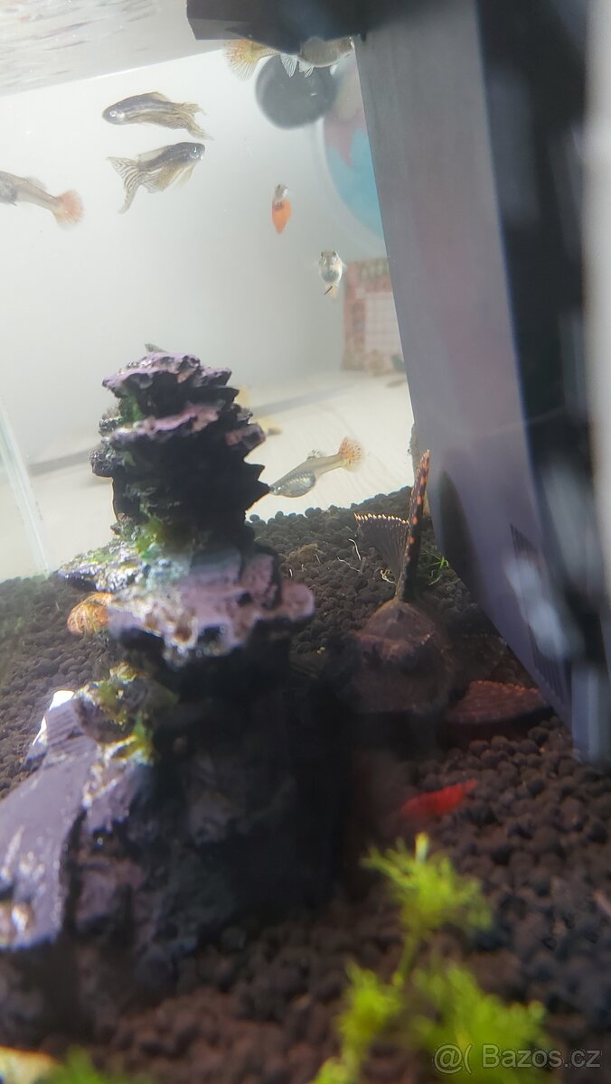 Akvarium s rybami - 2
