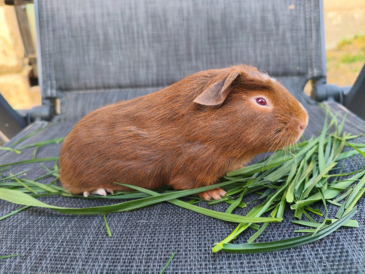 Cuy morčata - 2