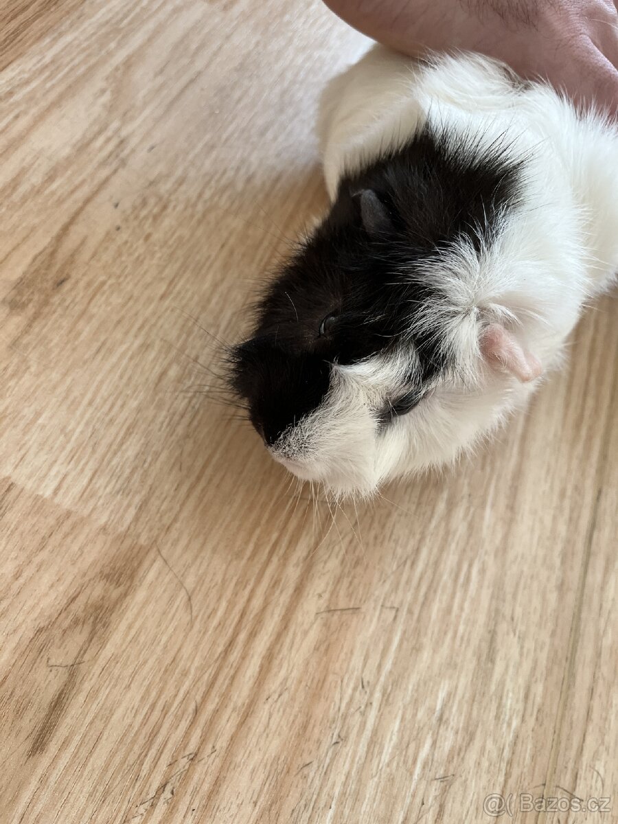 Daruji morče sameček - 2