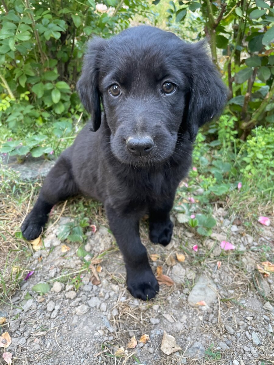 Labradorský retrívr - 2