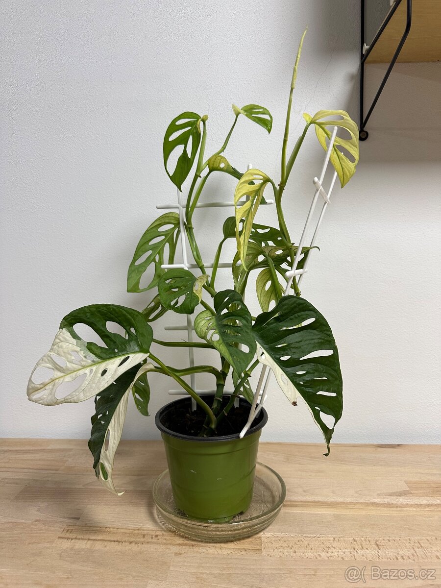 Monstera Adansonii Japanese Tricolor - 2