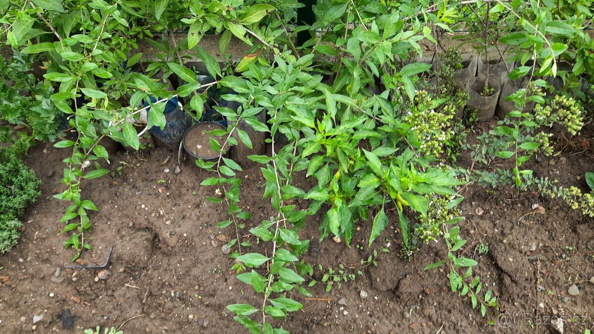 Kustovnice čínská /goji- zakořeněné sazenice - 2