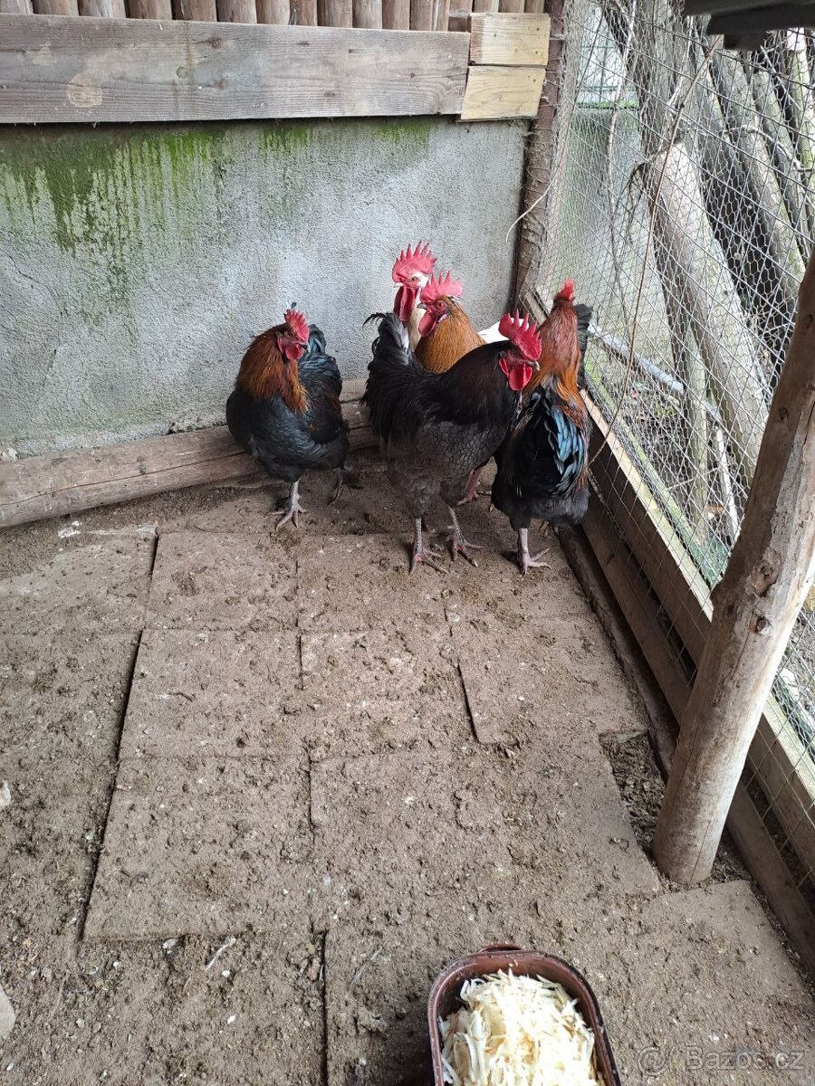 Prodám mladé kohouty - 2