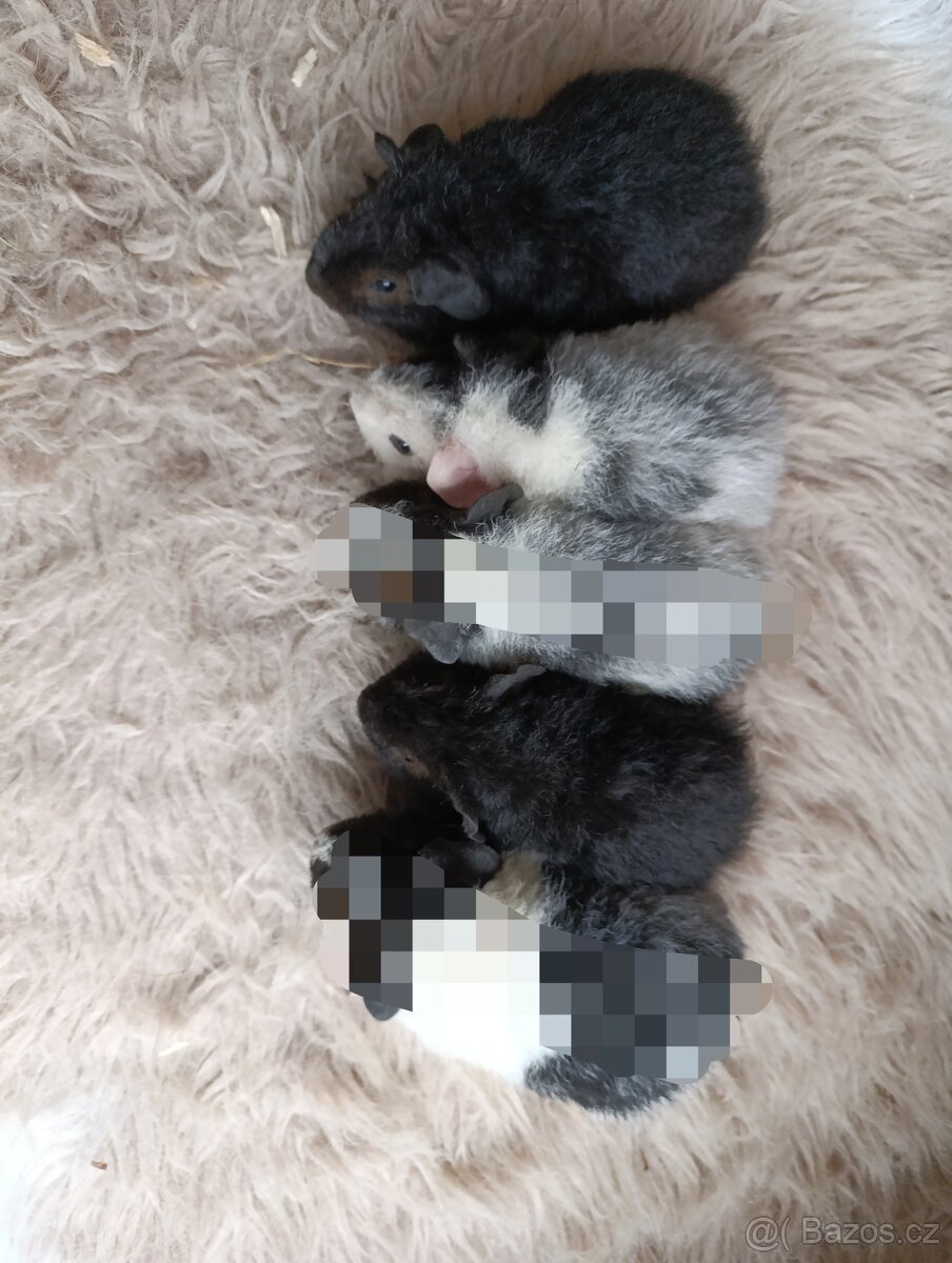 Morče US Teddy / morčata 2x samec 1x samička - 2