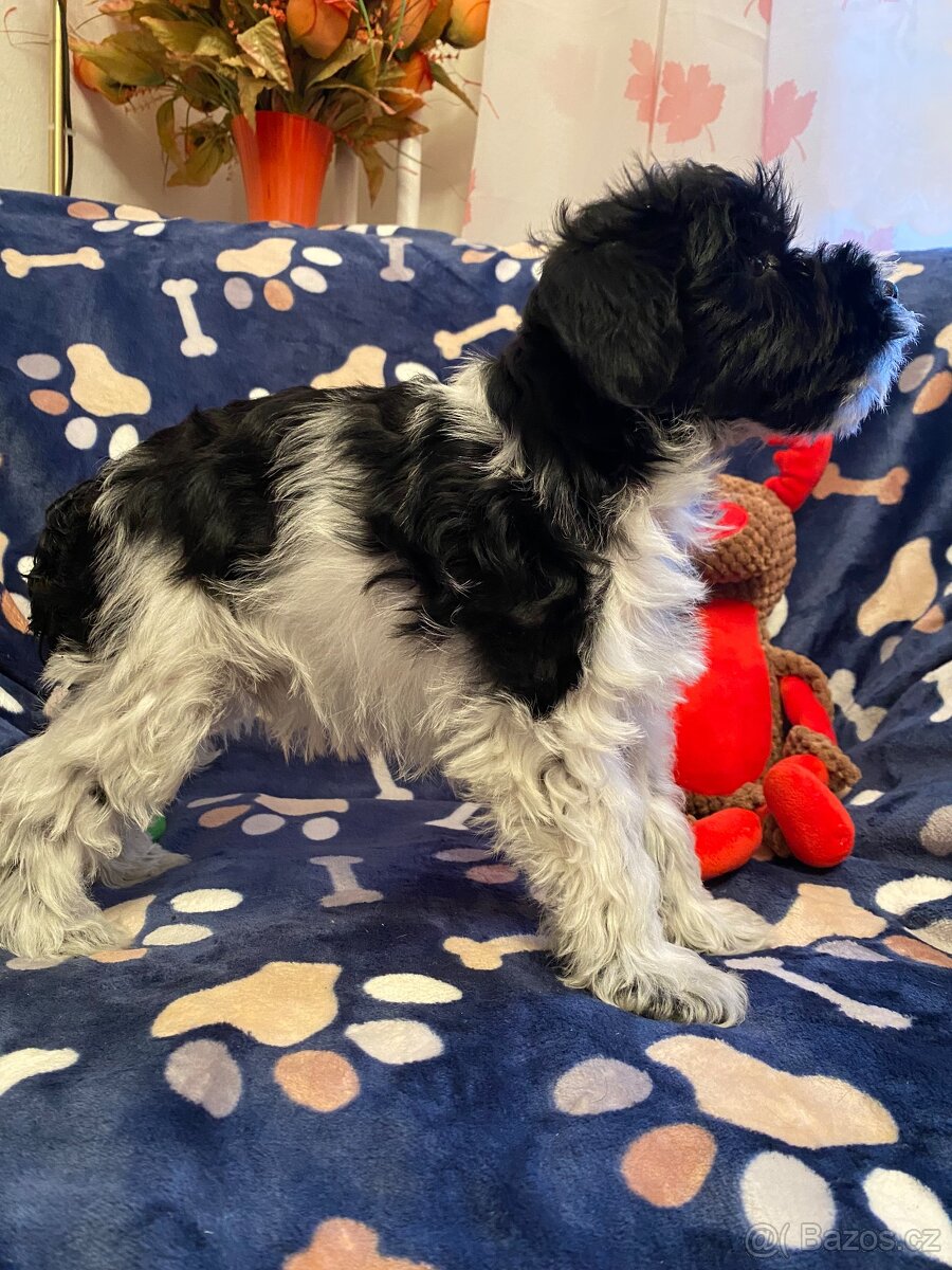 Knírač malý barevný - 2