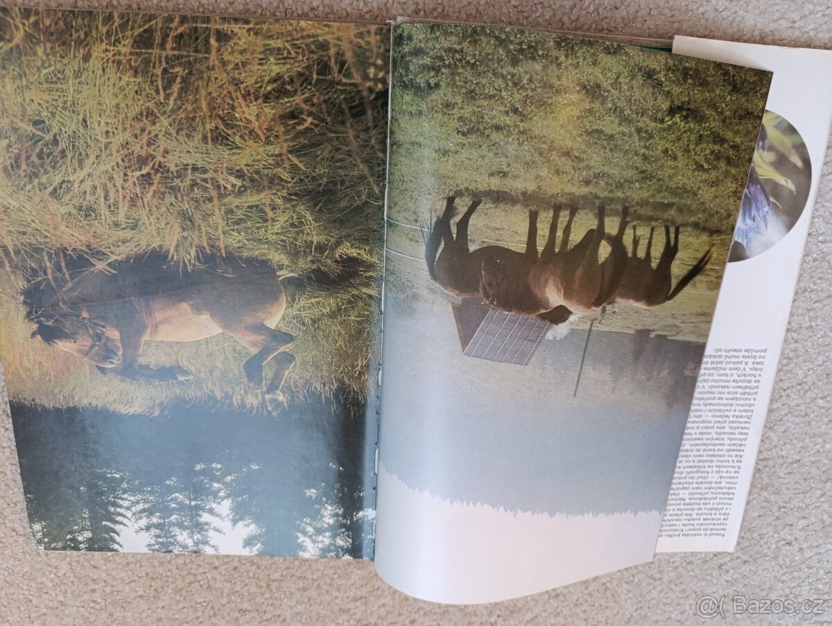 Kůň pro Krakonoše - 2