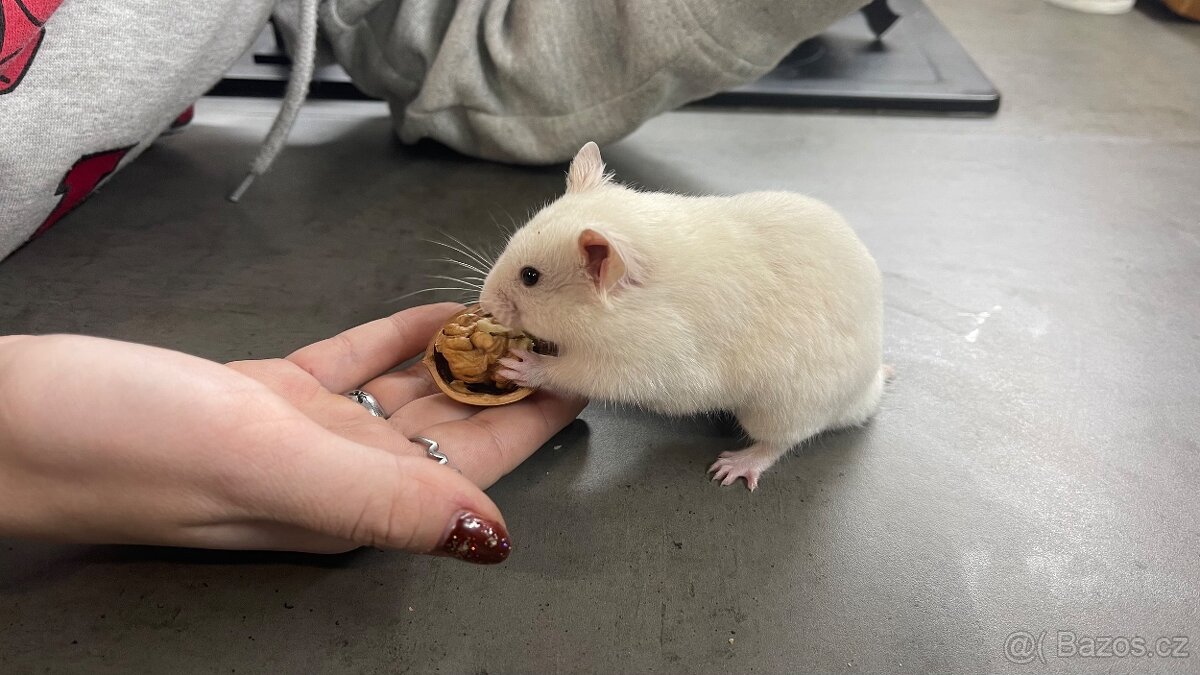 Křeček syrský s PP - 2