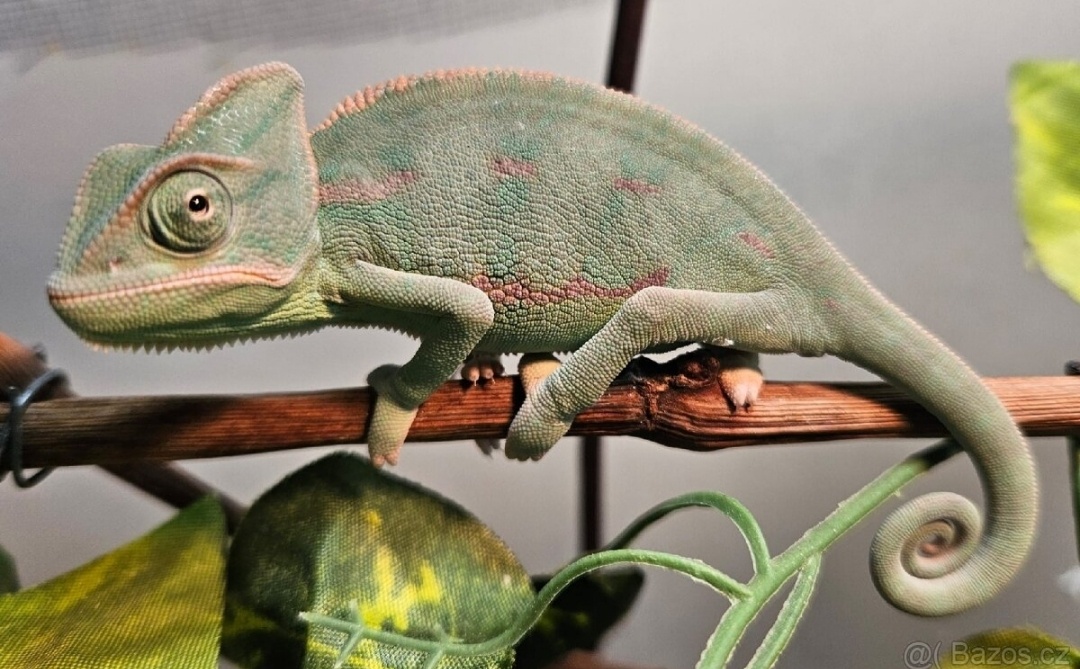 Chameleon jemenský, mláďata - 2