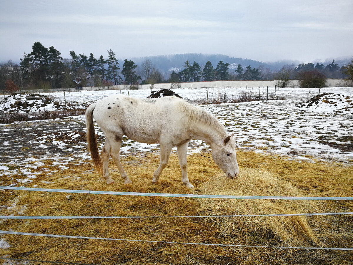 Prodám koně - 2