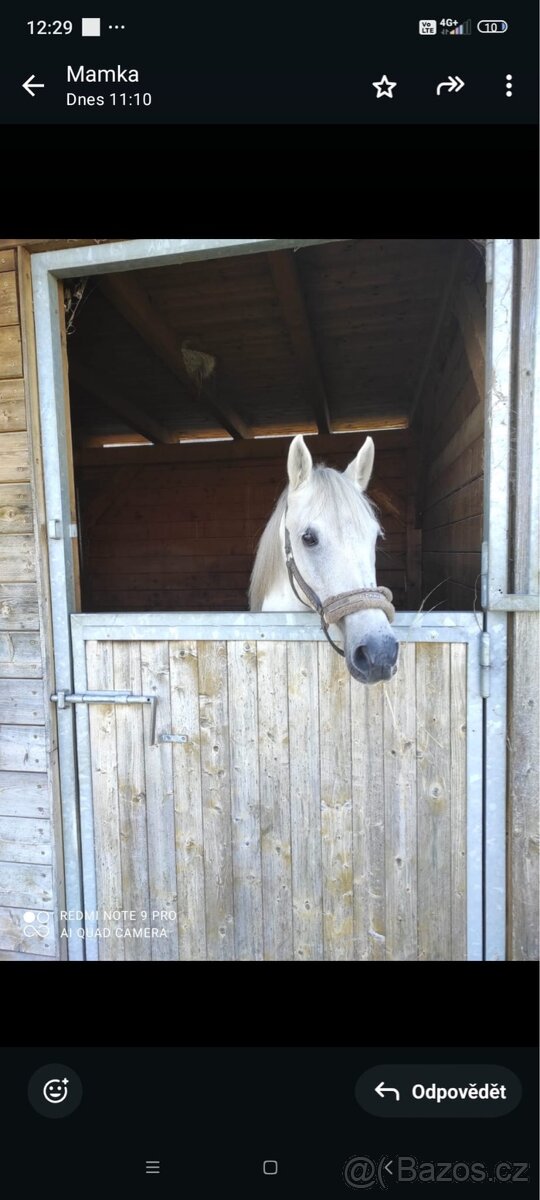 Pony účastník MČR - 2