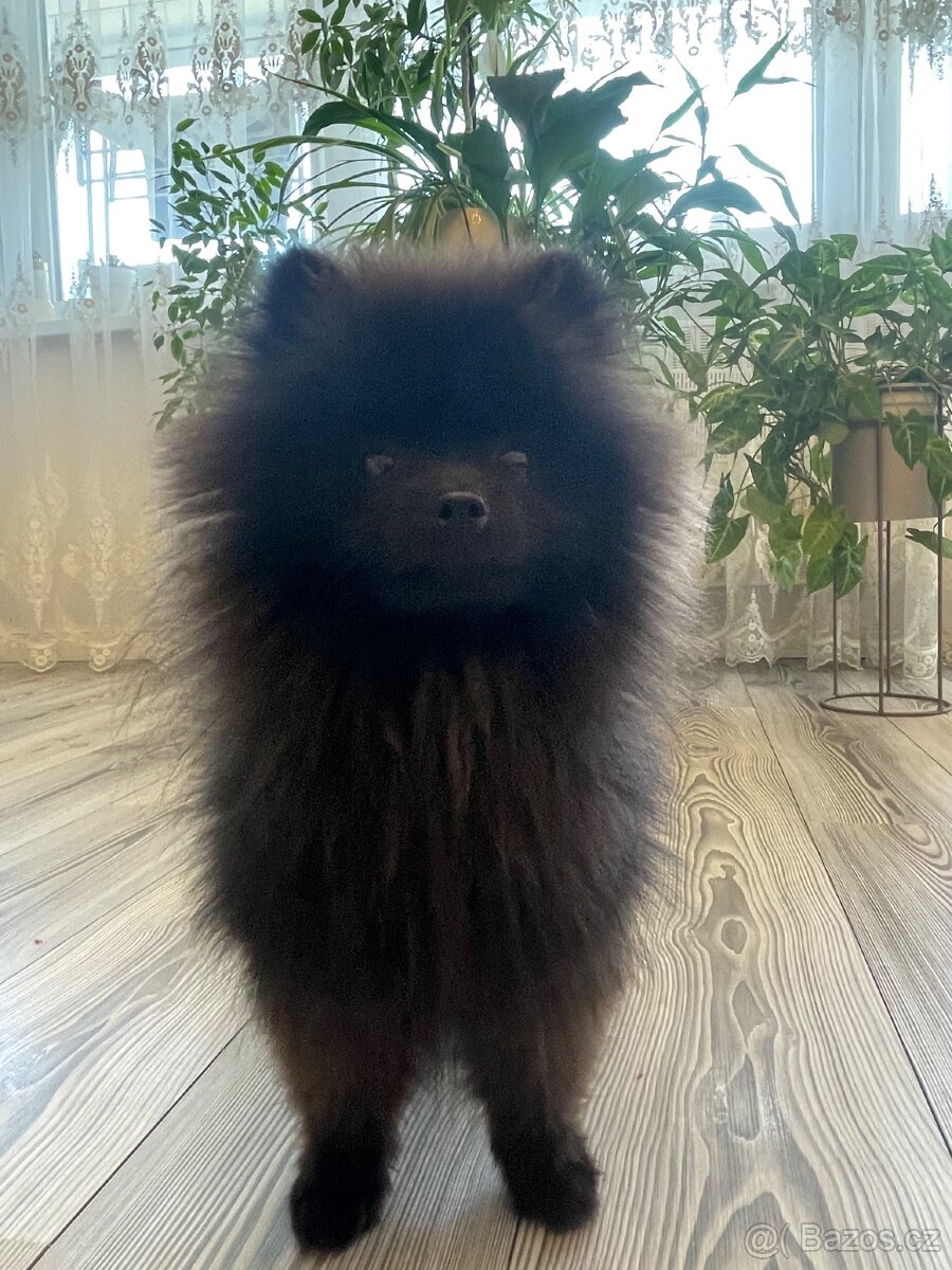 Pomeranian s PP - 2