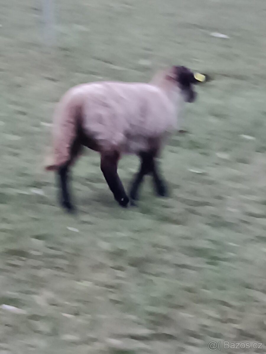 Ovce Suffolk Jehnice - 2