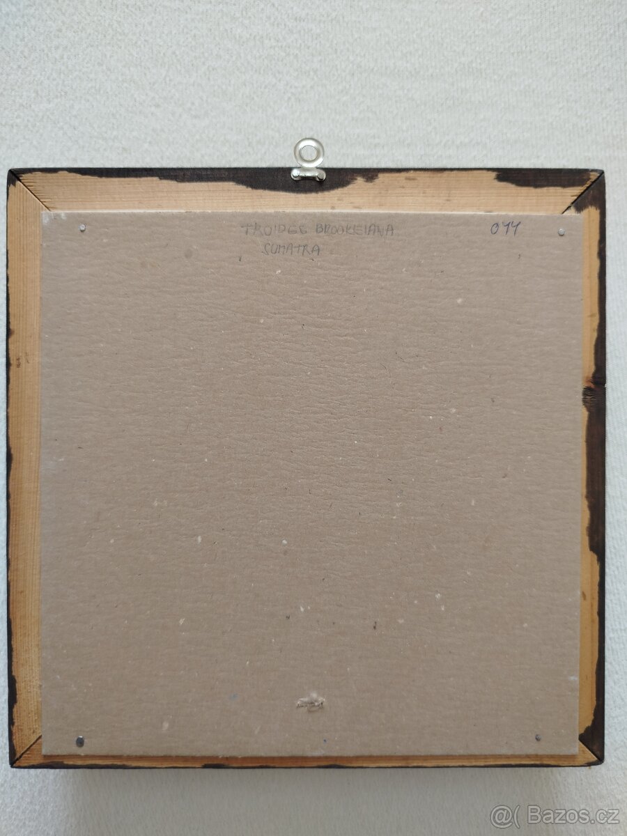 Motýli - 2