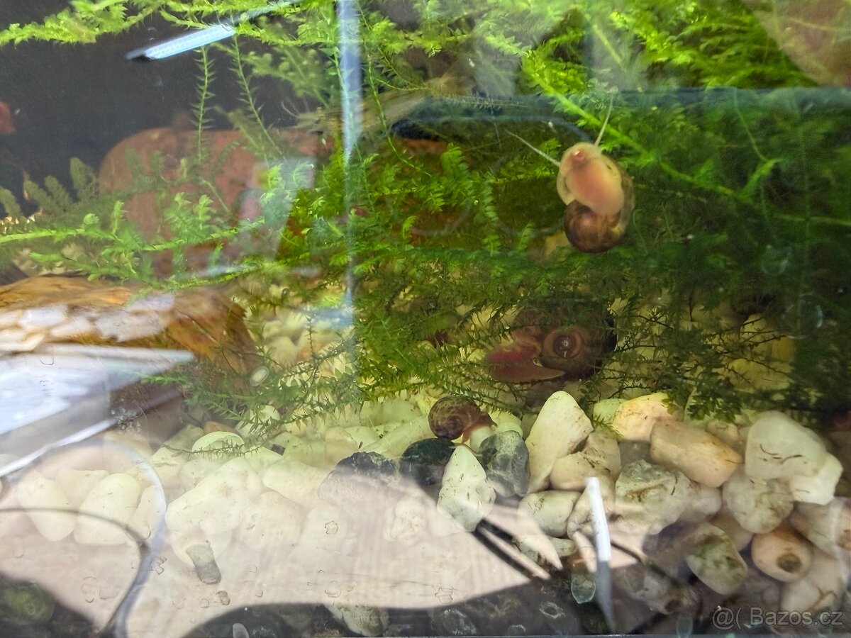Daruji akvarijní šneky - 2