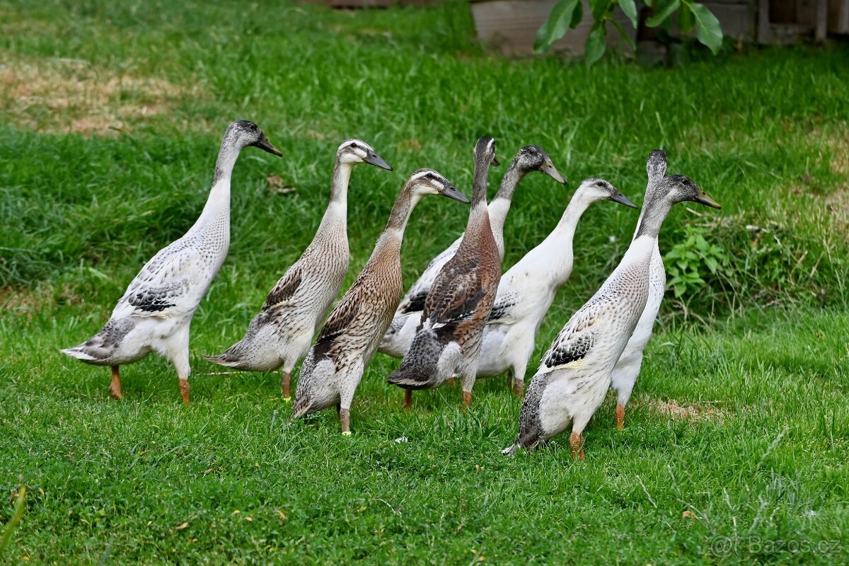 Indický běžec - - 2