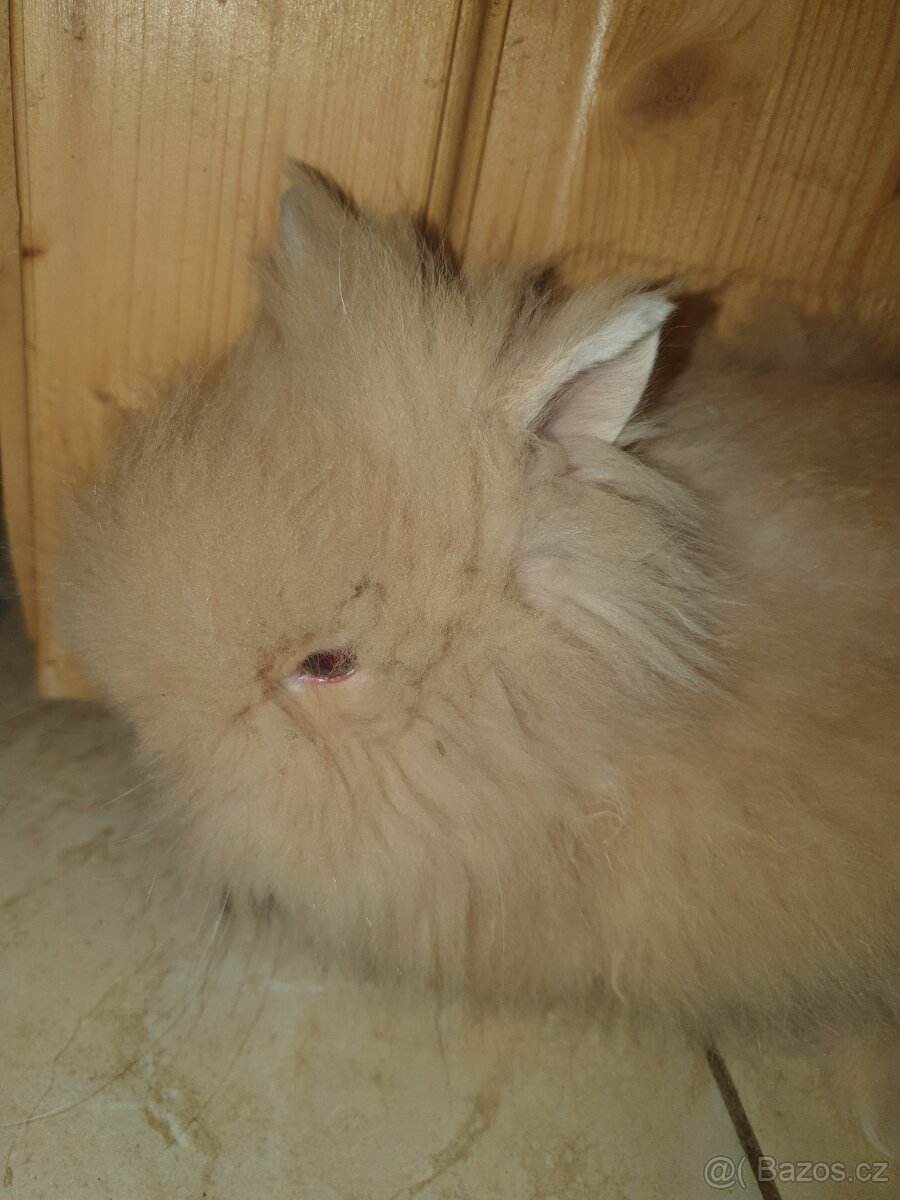 Teddy zakrslý králík - 2