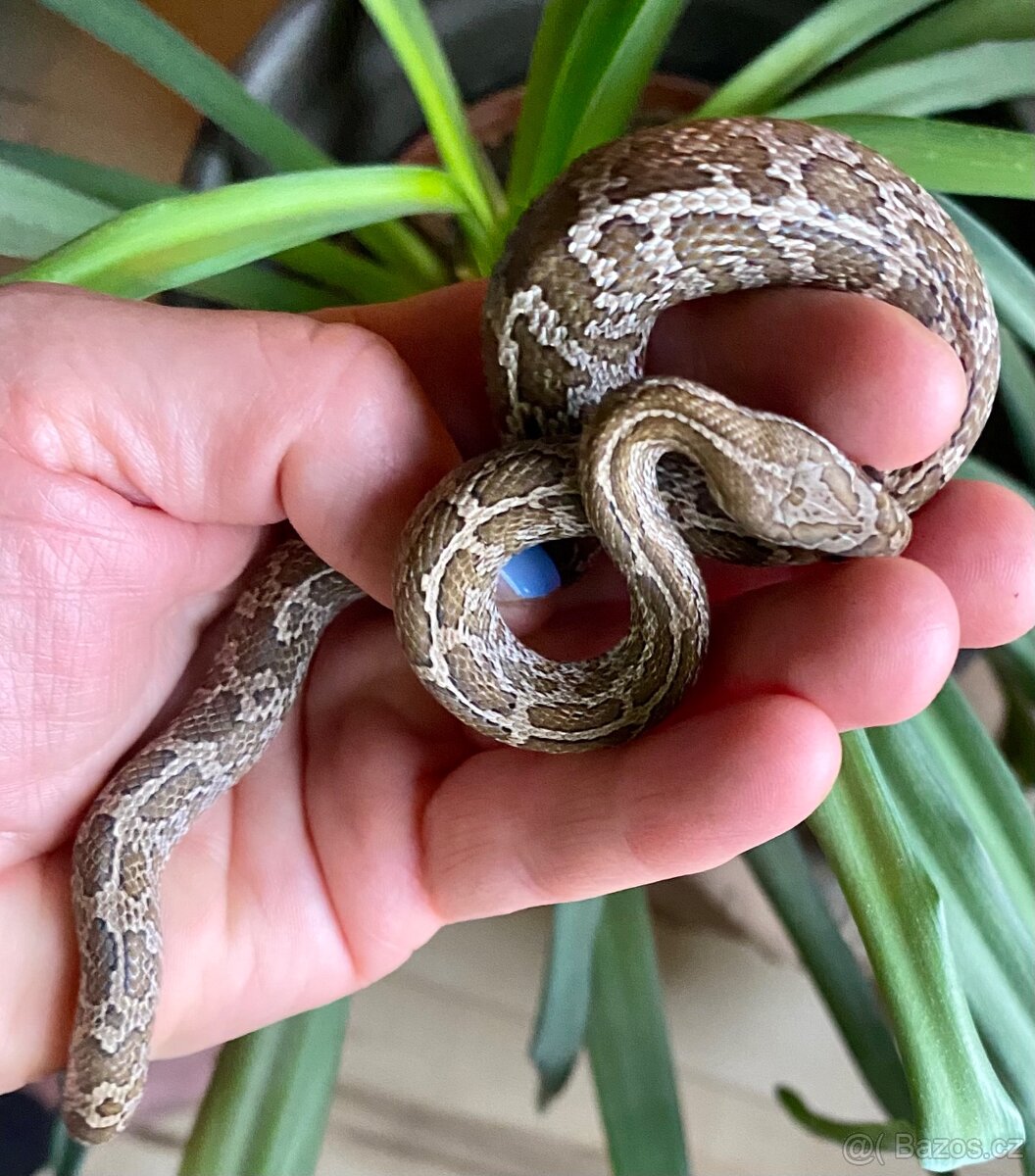 Pantherophis emoryi 0,1 - 2
