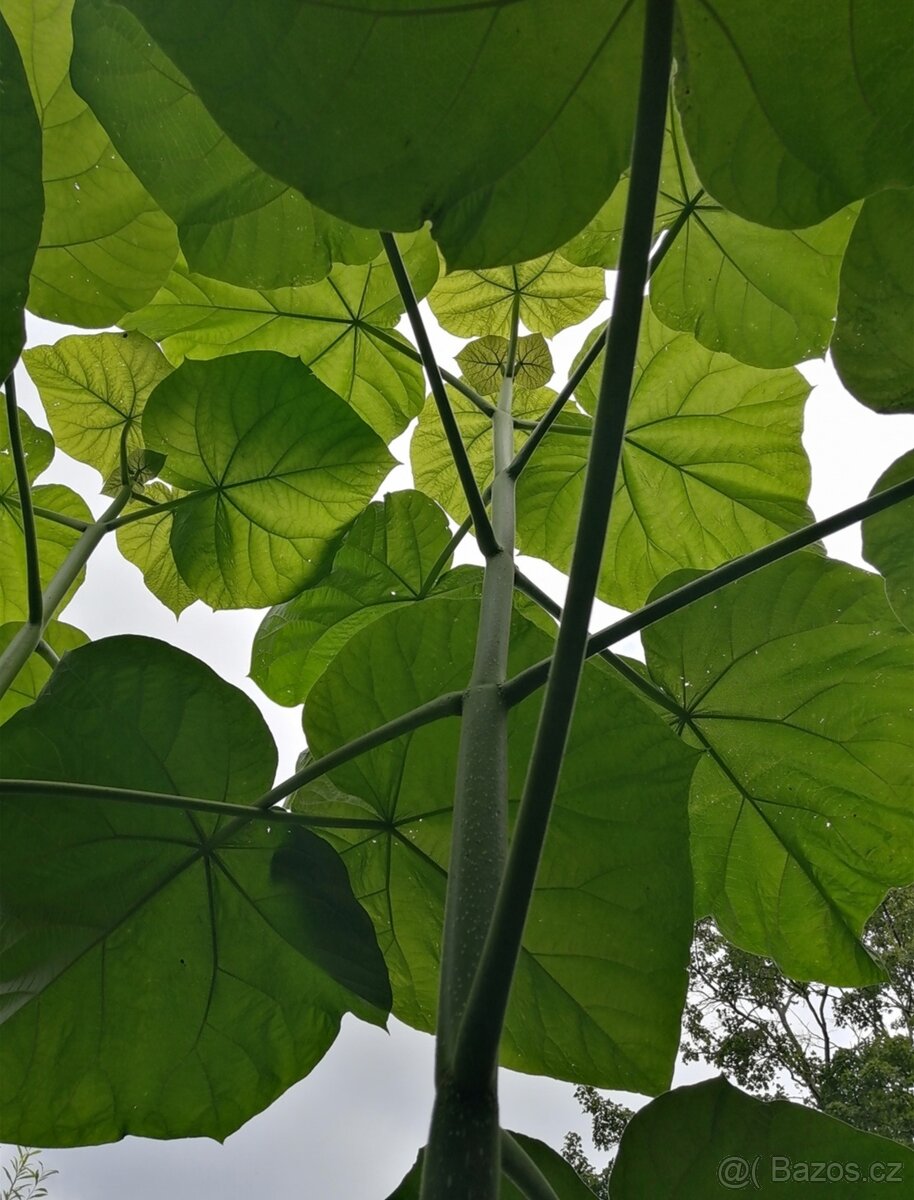 Pavlovnie plstnatá - 2