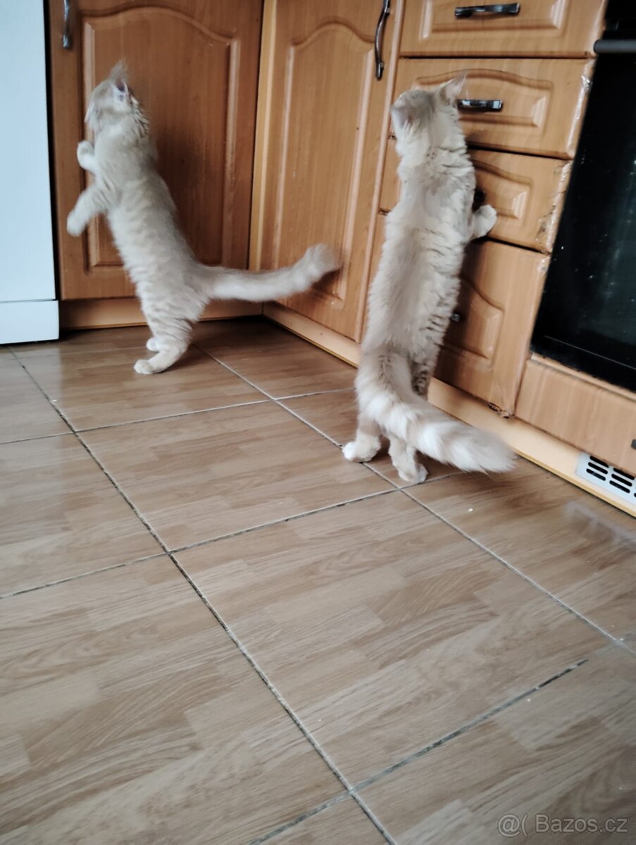 Mainská mývalí kočka - 2