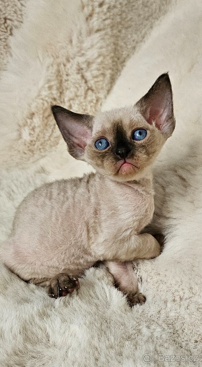 Devon rex kocourci s průkazem původu - 2
